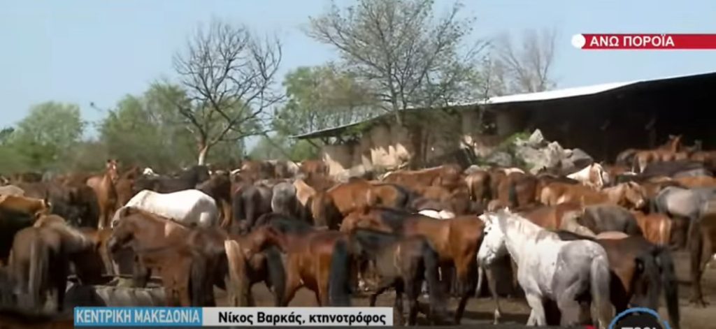 Η φάρμα με τα χίλια άλογα στα Άνω Πορόια Σερρών