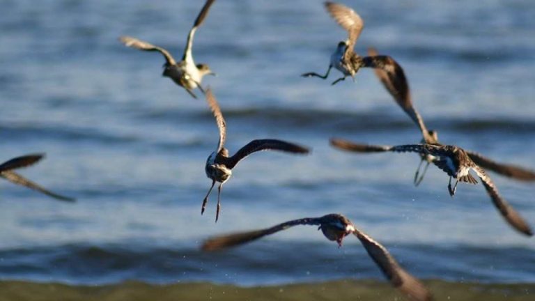 Γρίπη των πτηνών: Σχεδόν 14.000 θαλασσοπούλια βρέθηκαν νεκρά στο Περού