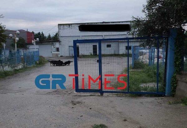 ροτβάιλερ κατασπάραξαν κότες και σκύλο