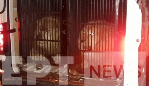 Τι συνέβη με τα άγρια ζώα που πέρασαν από τον Προμαχώνα