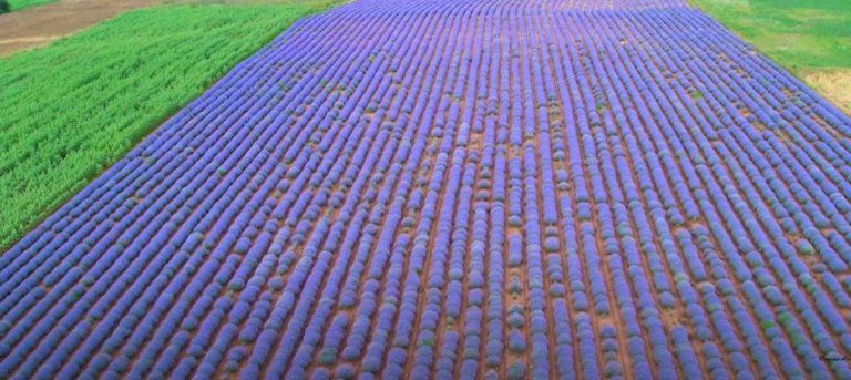 Σέρρες: Στα χωράφια της λεβάντας – lavender by drone
