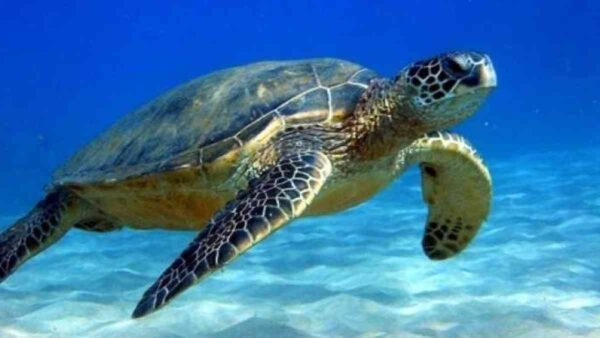 θαλάσσια χελώνα