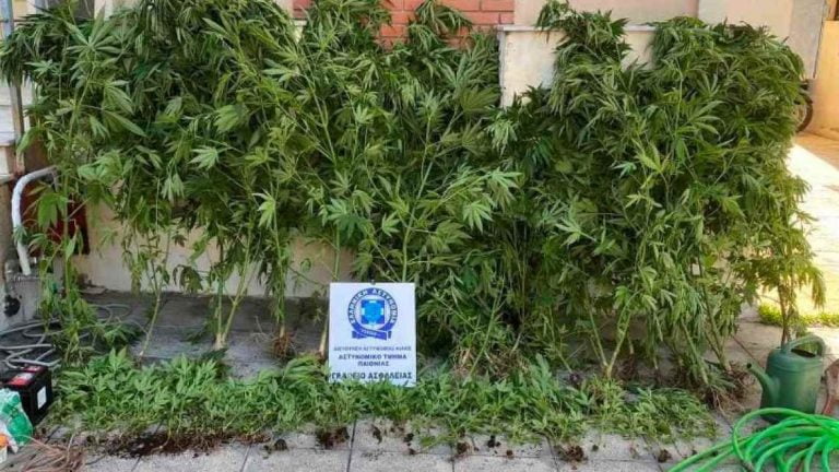 Ημαθία: Καλλιεργούσαν 120 δενδρύλλια κάνναβης ύψους έως 2 μέτρων