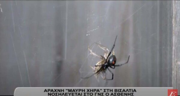 Αράχνη «μαύρη χήρα» τσίμπησε αγρότη- Νοσηλεύεται ο ασθενής