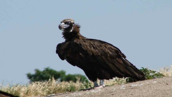 μαυρόγυπας