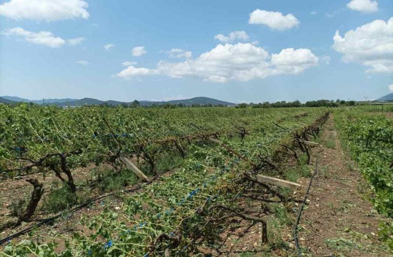 Καβάλα: Ολοκληρωτική καταστροφή σε καλλιέργειες του Παγγαίου από το χαλάζι