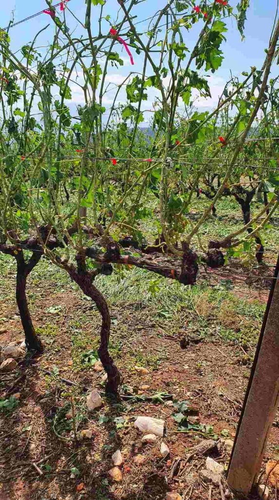 Καβάλα: Ολοκληρωτική καταστροφή σε καλλιέργειες του Παγγαίου από το χαλάζι

