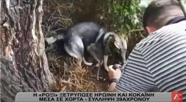 Σέρρες: Η Ρόξι ξετρύπωσε την ηρωίνη και κοκαΐνη μέσα σε χόρτα -Συνελήφθη 39χρονος- video