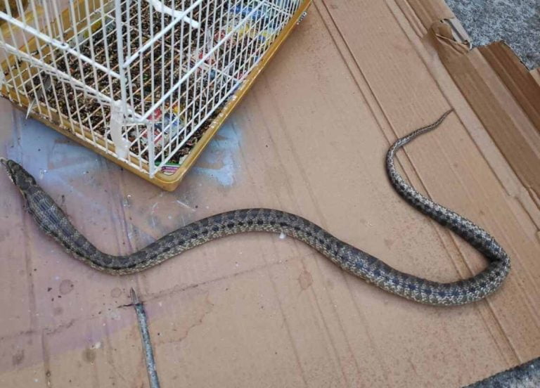Λάρισα: Φίδι εισέβαλε σε αυλή σπιτιού και… κατάπιε το καναρίνι μέσα από το κλουβί