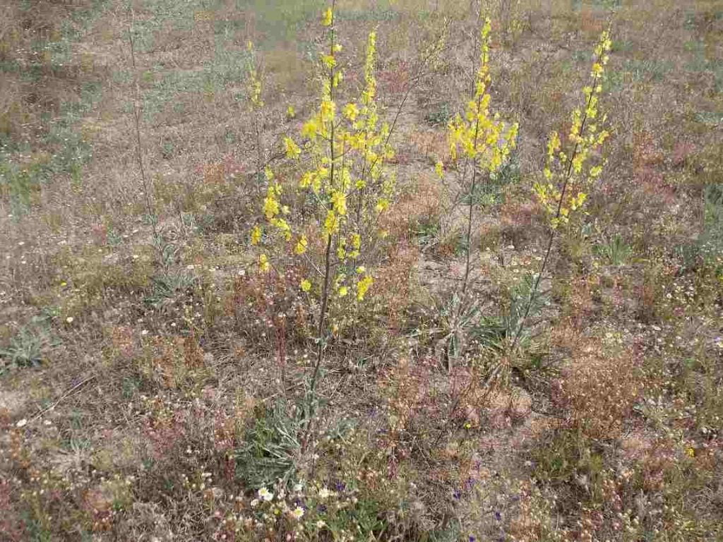 Κιλκίς -Βερμπάσκο το ιτεόφυλλο: Το κίτρινο λουλουδάκι που φυτρώνει μόνο στην περιοχή της Δοϊράνης 