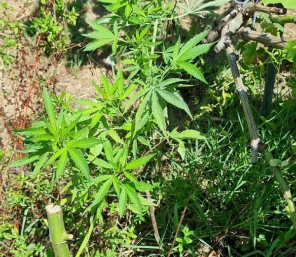 Κέρκυρα: "Φυτεία" κάνναβης σε ελαιώνα καλλιεργούσε Κερκυραίος που συνελήφθη