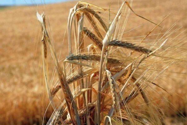 Η Μόσχα θα συμμετάσχει και πάλι στη συμφωνία για τις εξαγωγές ουκρανικών σιτηρών