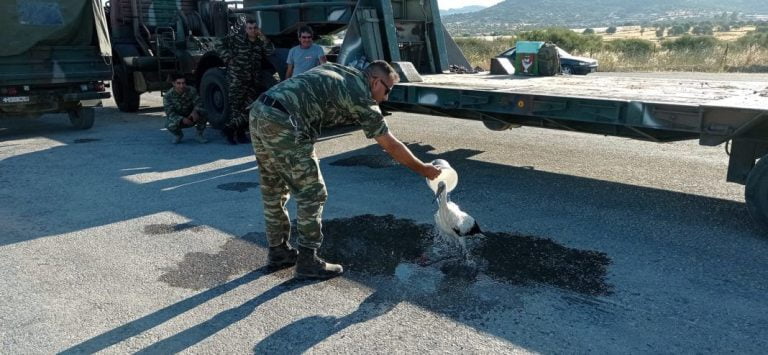 Λέσβος: Στρατιώτες δροσίζουν πελεκάνο με εγκαύματα στα πόδια από τη φωτιά