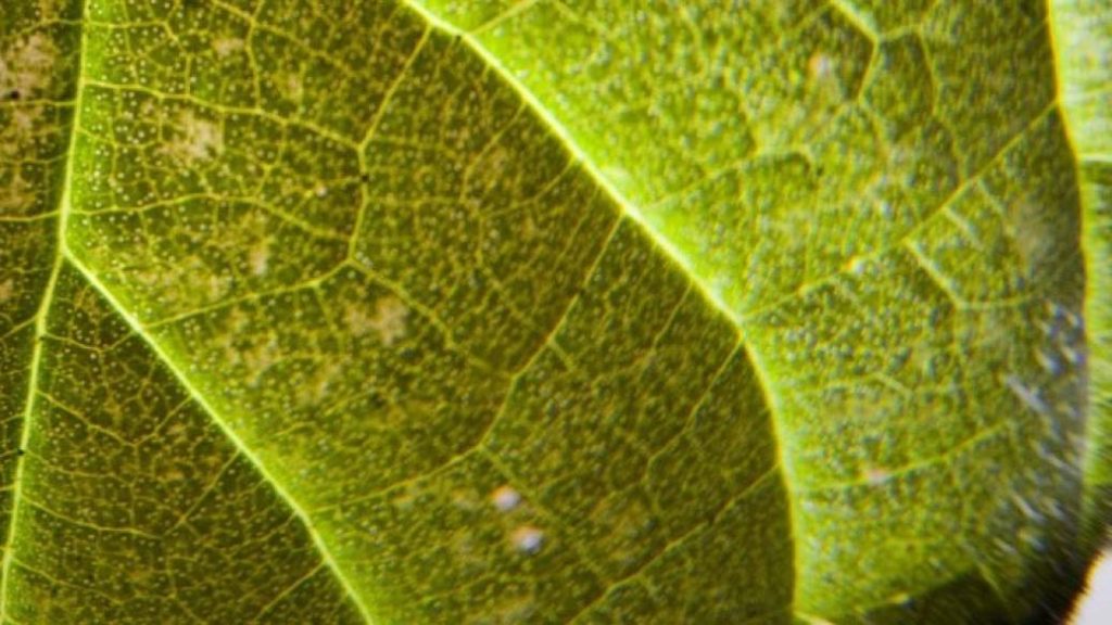 Τσουκνίδα: Μια νέα καλλιέργεια και μια νέα πηγή εναλλακτικής ίνας