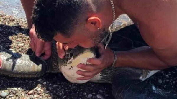 τεχνητή αναπνοή σε θαλάσσια χελώνα