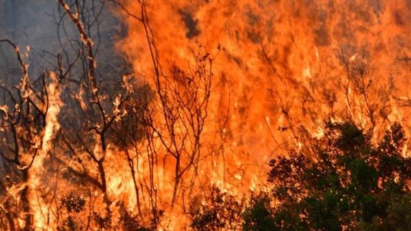 Σε εξέλιξη η φωτιά στο Κρανίδι - Ολονύχτια μάχη με τις φλόγες στην Άμφισσα