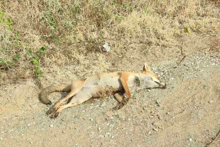 Θεσσαλονίκη- Νεκρή βρέθηκε στην Πολίχνη μια… αλεπού