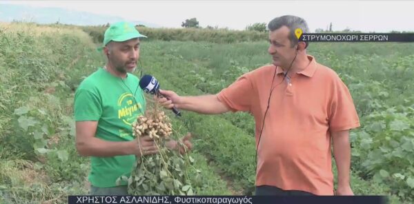 Στρυμονοχώρι Σερρών: Τα μυστικά για την καλλιέργεια του αράπικου φιστικιού