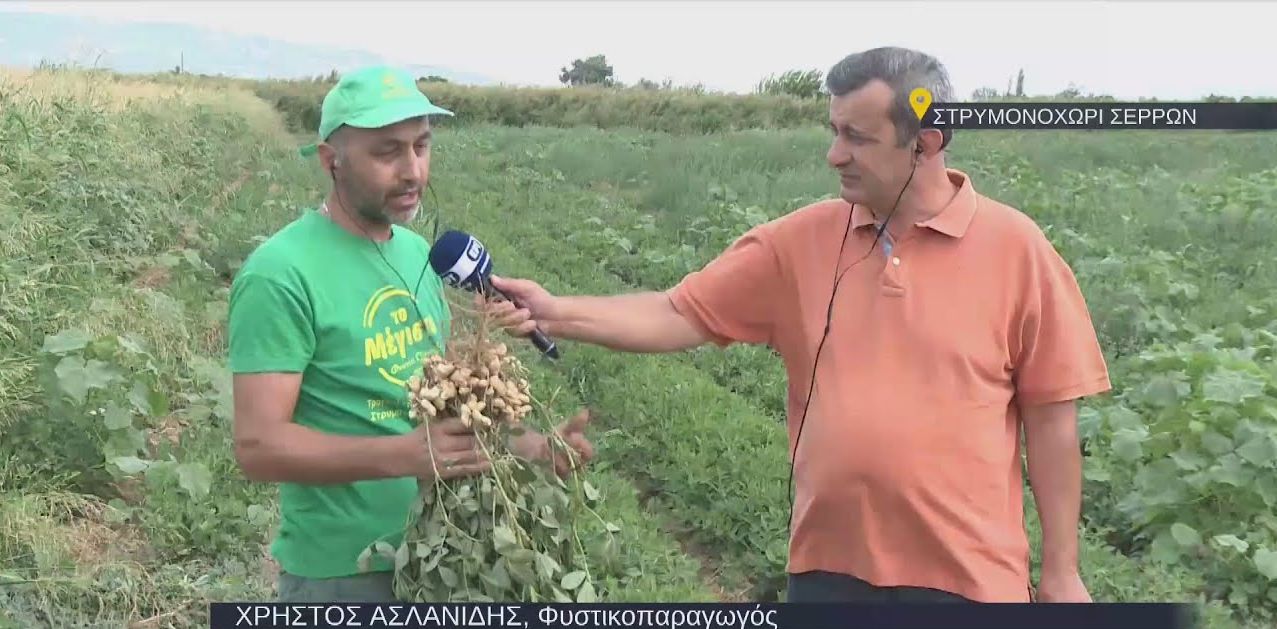 Στρυμονοχώρι Σερρών: Τα μυστικά για την καλλιέργεια του αράπικου φιστικιού