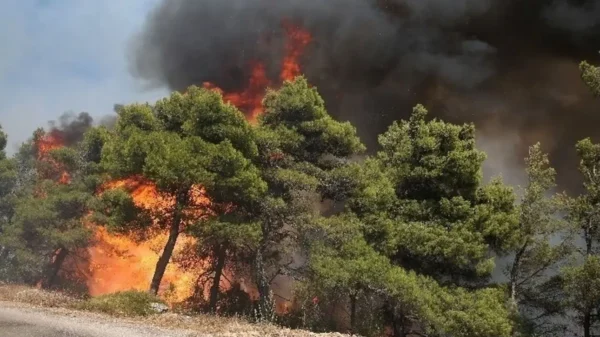 Φωτιά στη Θάσο: Προθεσμία να απολογηθεί ζήτησε ο 65χρονος που κατηγορείται για εμπρησμό