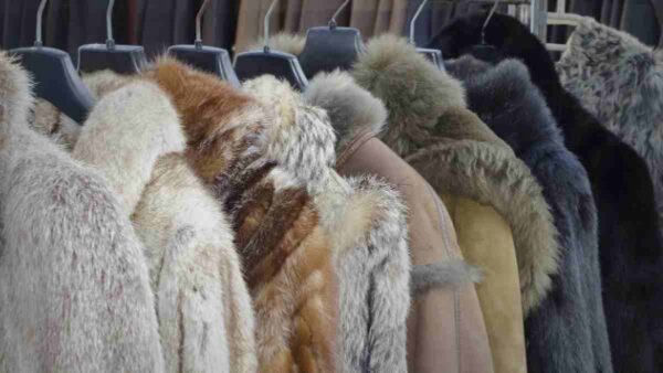 Έκθεση Γούνας