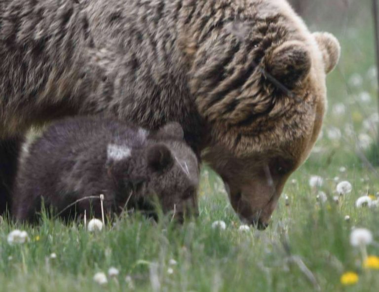 Θεσσαλονίκη: Καλά ξυπνητούρια για τις.. αρκούδες στο Νυμφαίο