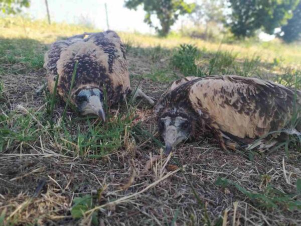 Δαδιά: Ασφαλείς στη φωλιά τους πλέον 2 νεοσσοί γύπες σπάνιου είδους Ασπροπάρη