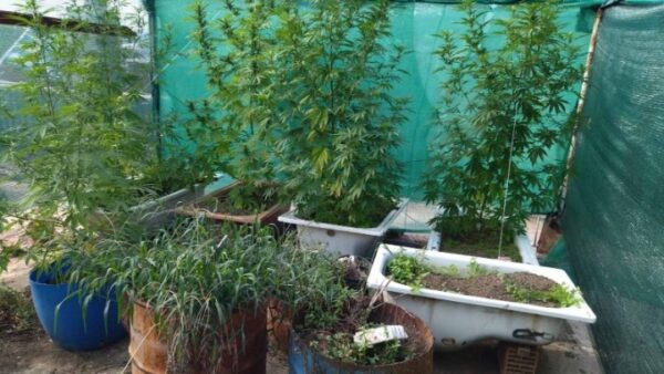 Καλλιέργεια κάνναβης