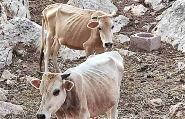 Εικόνες θλίψης: Καταγγελία για υποσιτισμένες αγελάδες