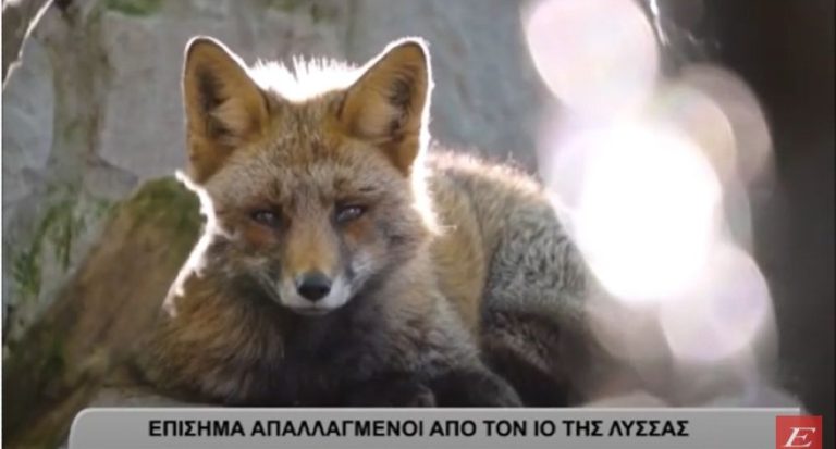 ΔΑΟΚ Σερρών: Είμαστε απαλλαγμένοι από τον ιό της λύσσας -video