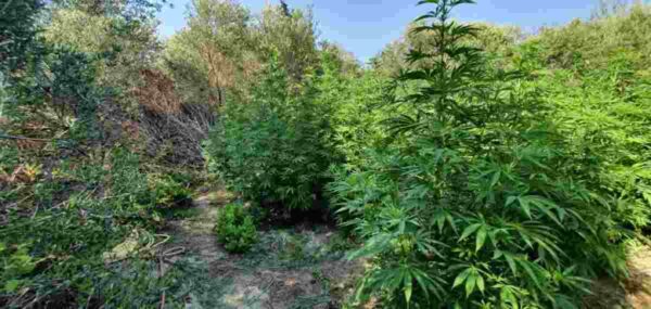 δενδρύλλια