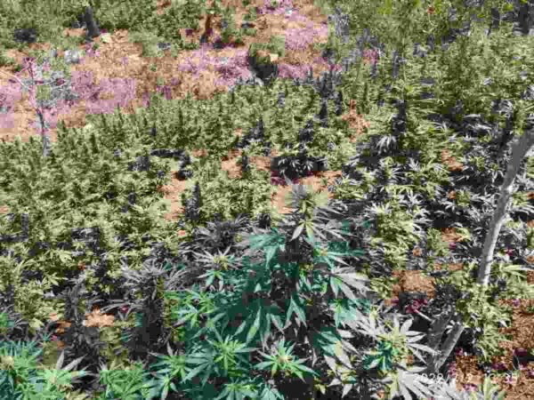 δενδρύλλια κάνναβης