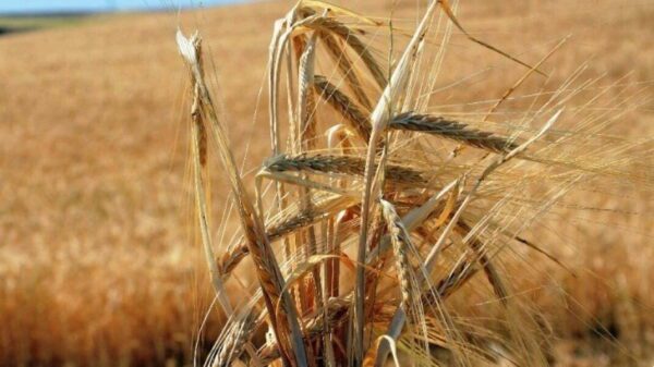 Ουκρανία: Αναχωρεί από την Οδησσό το πρώτο φορτίο με σιτηρά
