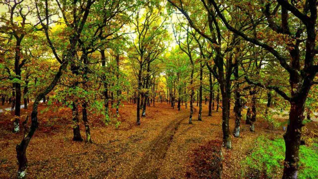 Το δάσος Σερρών ανάμεσα στα πιο παραμυθένια δάση της Ελλάδας  