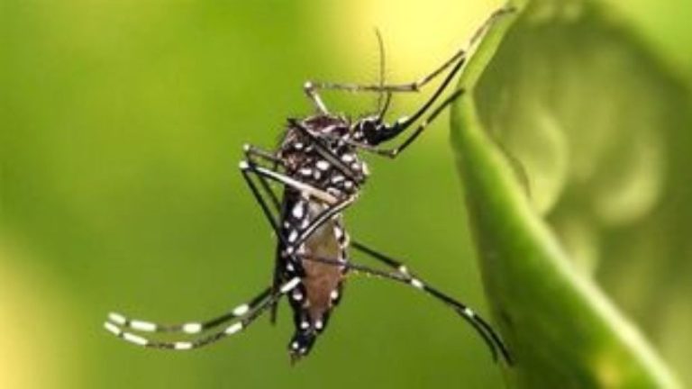 Ανακάλυψη Ελληνοκύπριου καθηγητή κατά της ελονοσίας -Γενετικά τροποποιημένα κουνούπια δεν μπορούν να την μεταδώσουν