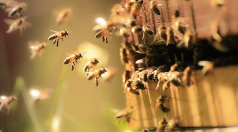 ΗΠΑ: Σε κώμα νοσηλεύεται ένας νεαρός που τσιμπήθηκε 20.000 φορές από μέλισσες-δολοφόνους