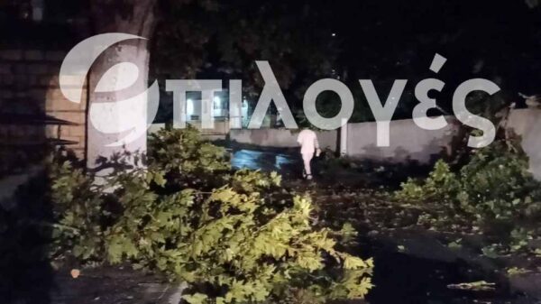 Σέρρες: "Με διαβεβαίωσαν ότι ο πλάτανος δεν πρόκειται να πέσει", λέει κάτοικος