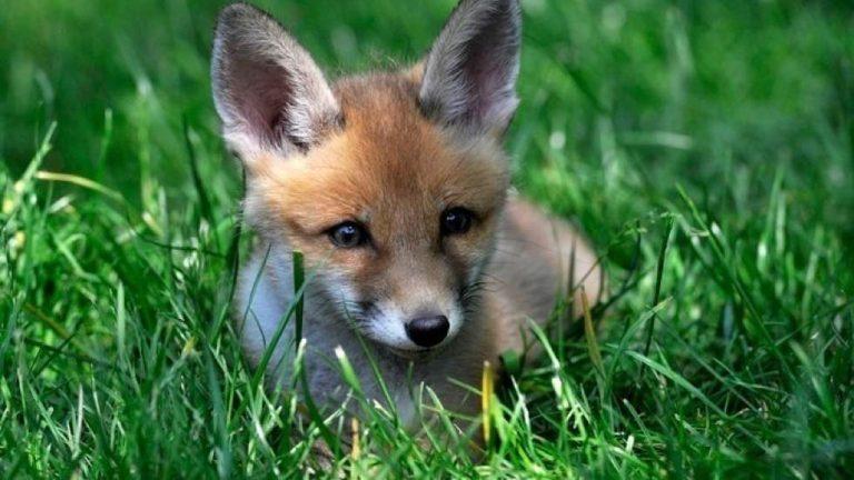 Άγρια κακοποίηση ζώου -Ακρωτηρίασαν νεαρή αλεπού