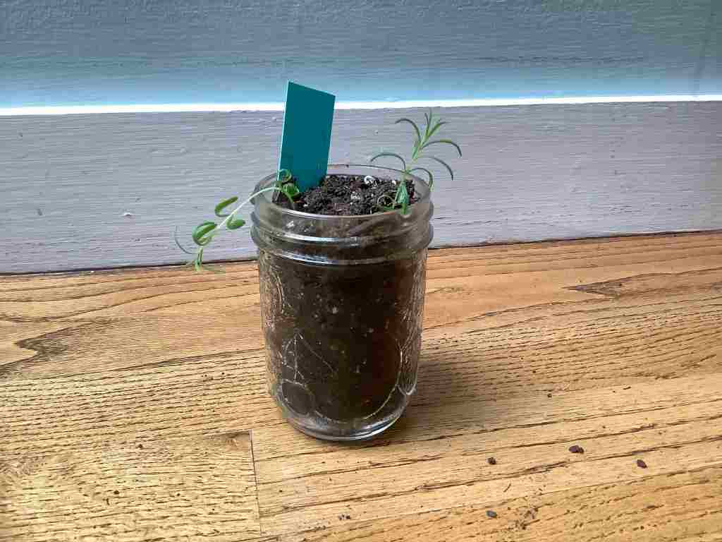 Τα 9 Μυρωδικά που μπορείτε να καλλιεργήσετε σε γυάλινα βάζα και να τα έχετε φρέσκα κάθε μέρα 