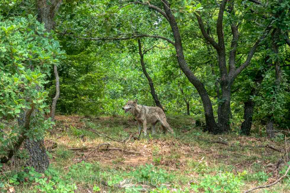 Δείτε φωτο και video: Λύκος και λύγκας: Πανέμορφα ζώα στο Ελληνικό Κέντρο Προστασίας 