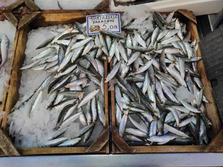 Μυτιλήνη: Παπαλίνα (σαρδέλα) και χάβαρα (όστρακα) κάνουν τους νέους να ασχοληθούν με την αλιεία