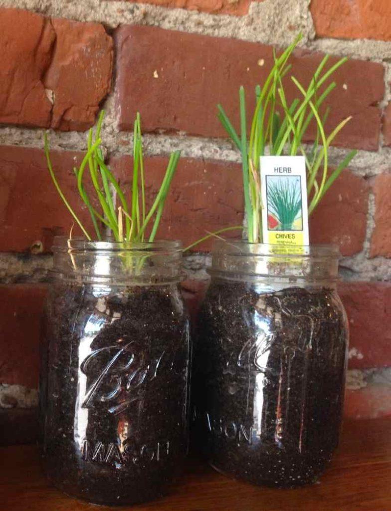 Τα 9 Μυρωδικά που μπορείτε να καλλιεργήσετε σε γυάλινα βάζα και να τα έχετε φρέσκα κάθε μέρα 
