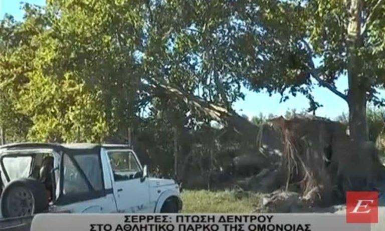 Σέρρες: Έπεσε δέντρο λόγω του δυνατού ανέμου στο Αθλητικό Πάρκο της Ομόνοιας- video