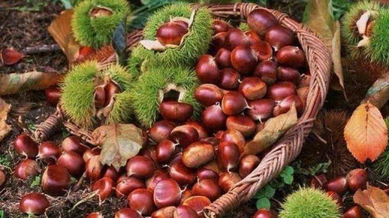 Μυτιλήνη: Η γιορτή του κάστανου στη φθινοπωρινή Αγιάσο