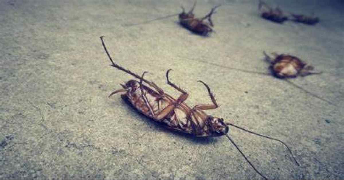 Κατσαρίδες: Πώς μπαίνουν στο σπίτι και πώς θα απαλλαγείτε από αυτές