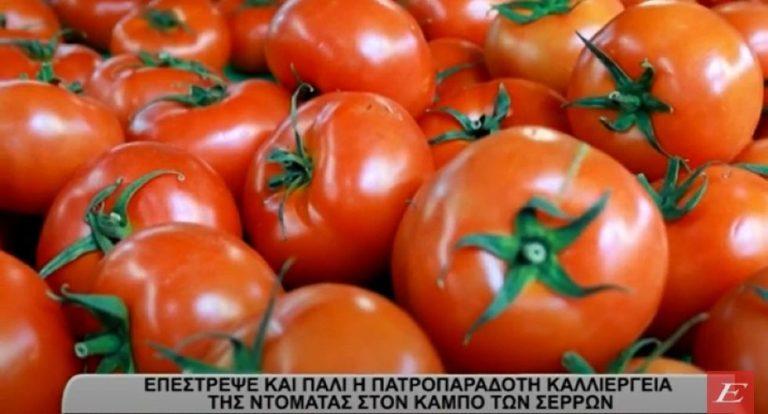 Επέστρεψε και πάλι η πατροπαράδοτη καλλιέργεια ντομάτας στον κάμπο των Σερρών- video