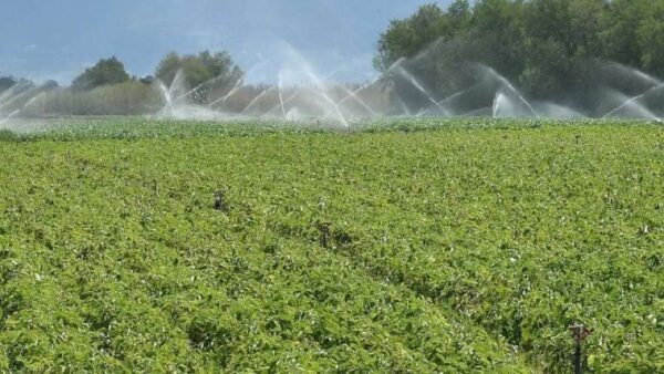 Θεσσαλονίκη-29η Agrotica: Αυξάνεται το ενδιαφέρον για τους βιοδιεγέρτες ως μια νέα τεχνολογία για την ενίσχυση της ανάπτυξης των φυτών