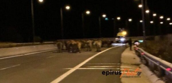 Μέτσοβο: Αγελάδες κυκλοφορύν ελεύθερες στην Εγνατία Οδό μετά από ατύχημα - Κλειστά και τα δύο ρεύματα