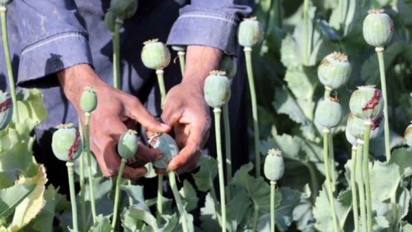 καλλιέργεια παπαρούνας