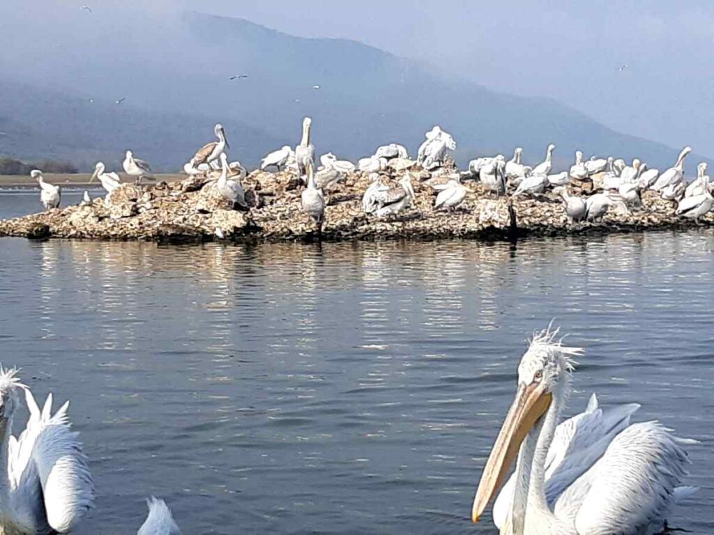 Σέρρες: Εντυπωσιασμένος από την λίμνη Κερκίνη ο Μανώλης Κωστίδης- video